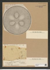 Coscinodiscus excavatus Grev. (de-Toni-Nr.: Genus 202, Species 4988) Zeichnungen Sammlung Grunow Nr. 8603 (NHMW-BOT-W0378263)